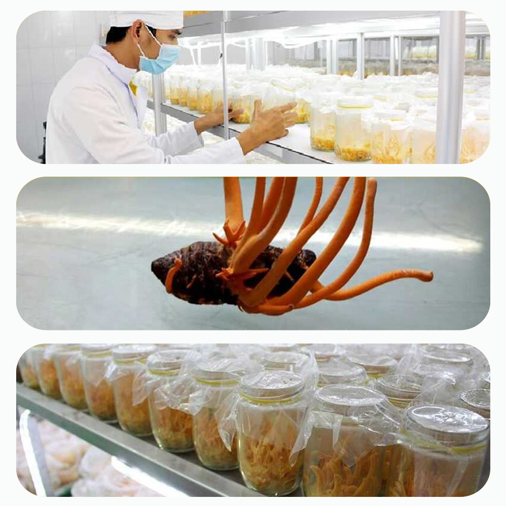 Đông trùng hạ thảo Toro sấy thăng hoa tăng sinh lý bồi bổ cơ thể khỏe