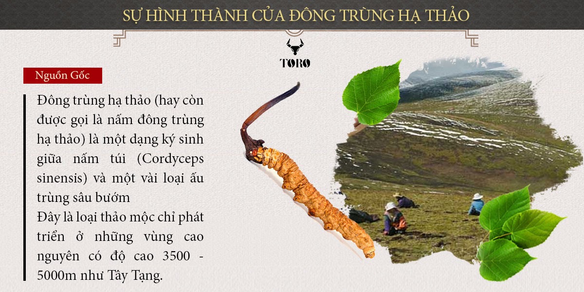 Đông trùng hạ thảo nguyên con 5g cao cấp bổ dưỡng tăng sinh lực