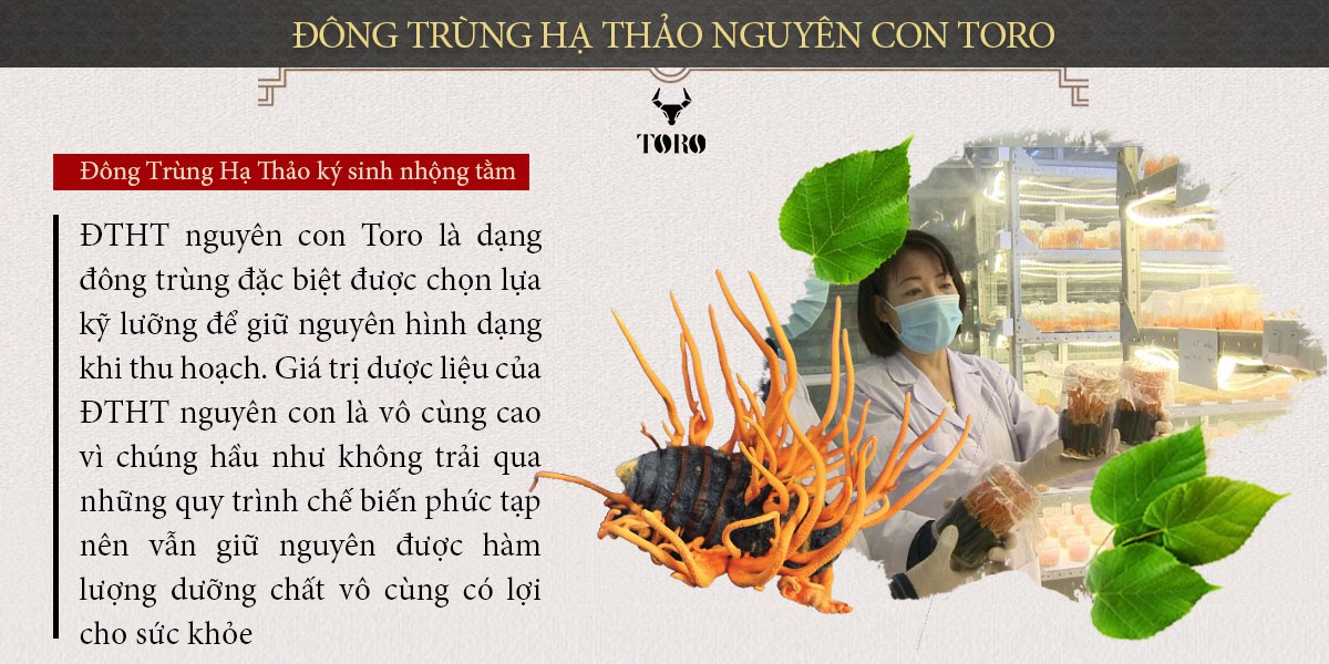 Đông trùng hạ thảo nguyên con 5g cao cấp bổ dưỡng tăng sinh lực