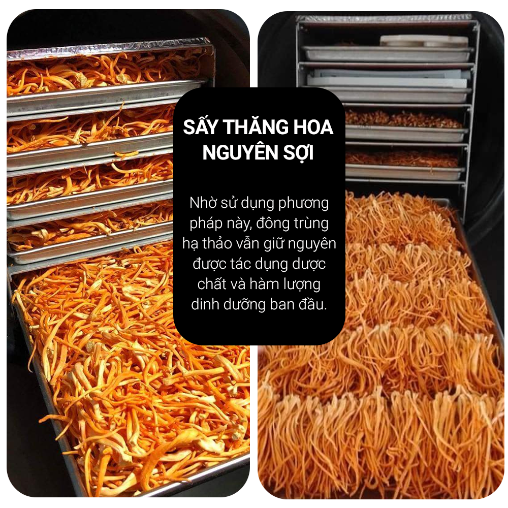  Mua Đông trùng hạ thảo Toro - Sấy thăng hoa nguyên sợi cải thiện chức năng sinh lý - Hũ 10g mới nhất